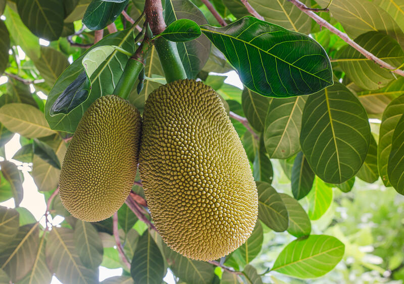 Yaca: en el árbol