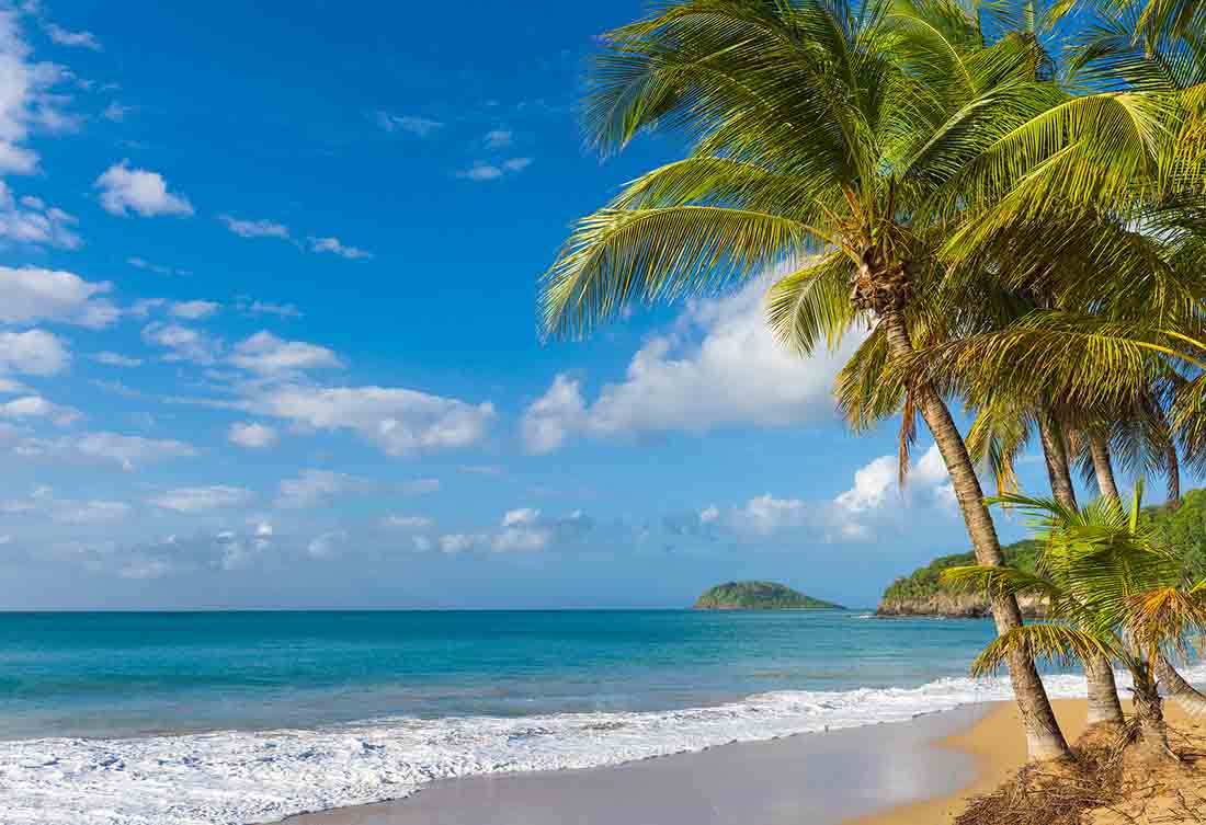 Playa Tropical Con Cocoteros.