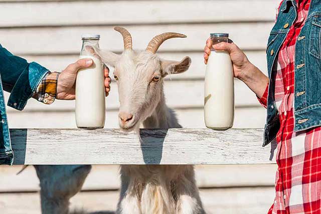 Agricultor sosteniendo leche de cabra junto a cabras.