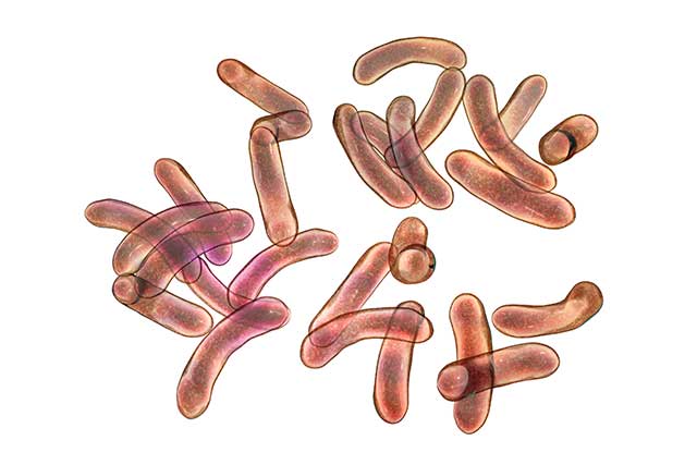 Una cepa de la bacteria Vibrio (que a veces se encuentra en las ostras).