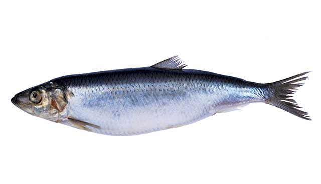 Pescado arenque.